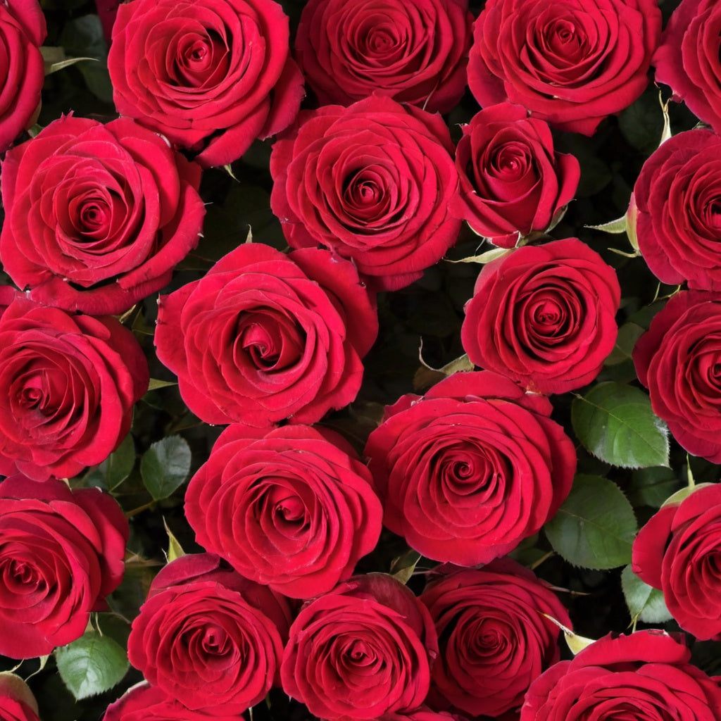 Valentines - Dozen Red Rose Bouquet